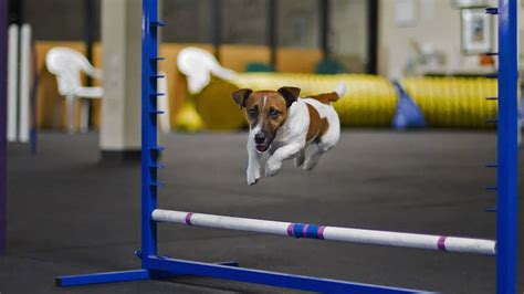 youtube dog agility|More.